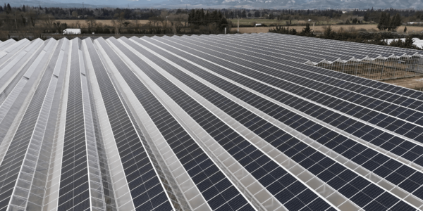 Solarkassen met asymmetrische solar kasdeksystemen van Alcomij, ontworpen voor maximale energieopbrengst en efficiënte teelt in de glastuinbouw.