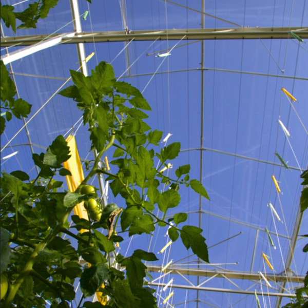 Innovatieve kastechniek voor een duurzame toekomst