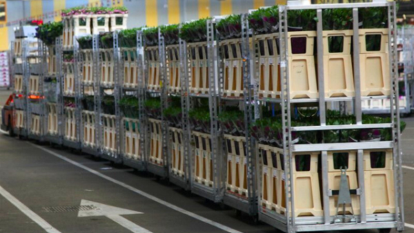 Aluminium stapelwagens voor sierteelt en tuinbouwlogistiek. Efficiënt intern transport met duurzame logistieke oplossingen