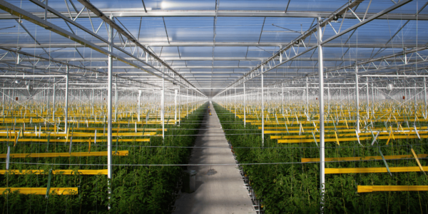 Moderne aluminium en stalen productiekas van Alcomij, ontworpen voor grootschalige en efficiënte teelt in de glastuinbouw.