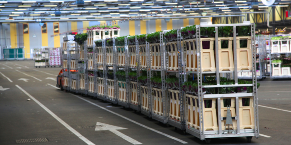 Elektrokar trekt een sleep aluminium stapelwagens van Alcomij door de bloemenveiling, voor efficiënt intern transport in de sierteeltlogistiek.