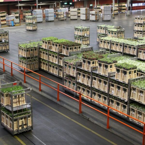 Lichtgewicht aluminium stapelwagens van Alcomij in gebruik bij een bloemenveiling, ontworpen voor efficiënt transport in de glastuinbouw en logistiek.