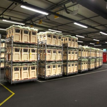 Rij aluminium stapelwagens van Alcomij met veilingfust op de bloemenveiling, klaar voor efficiënt transport binnen de sierteeltlogistiek.